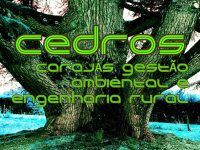 gallery/cedro_arvore_001.01_logoprovisorio_001